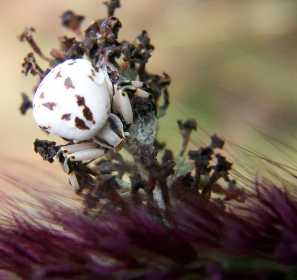 White Spider - Photo by Mister
