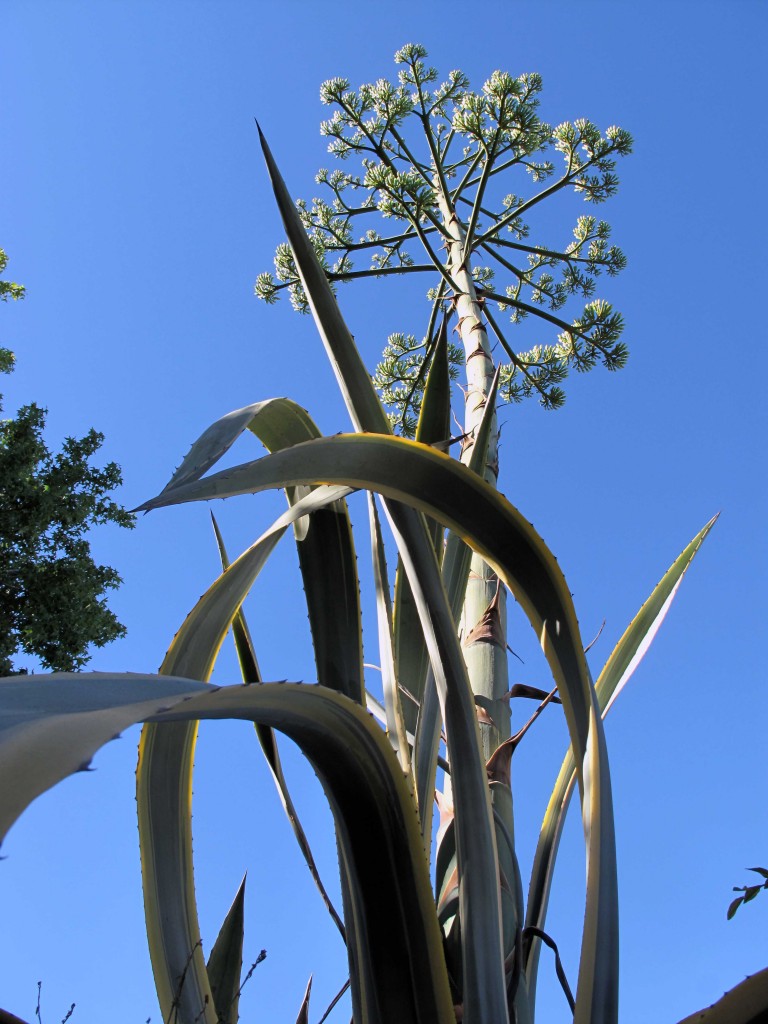 Century Plant - One Final Fling