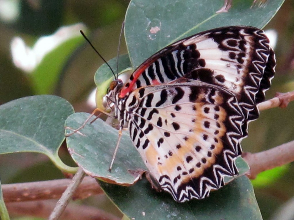 Scottsdale - Butterfly Wonderland