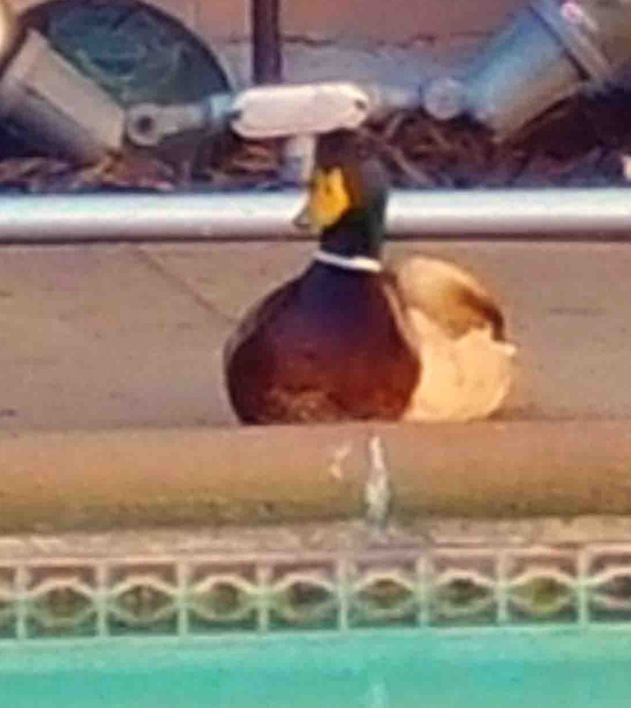 Duck Time 2015
