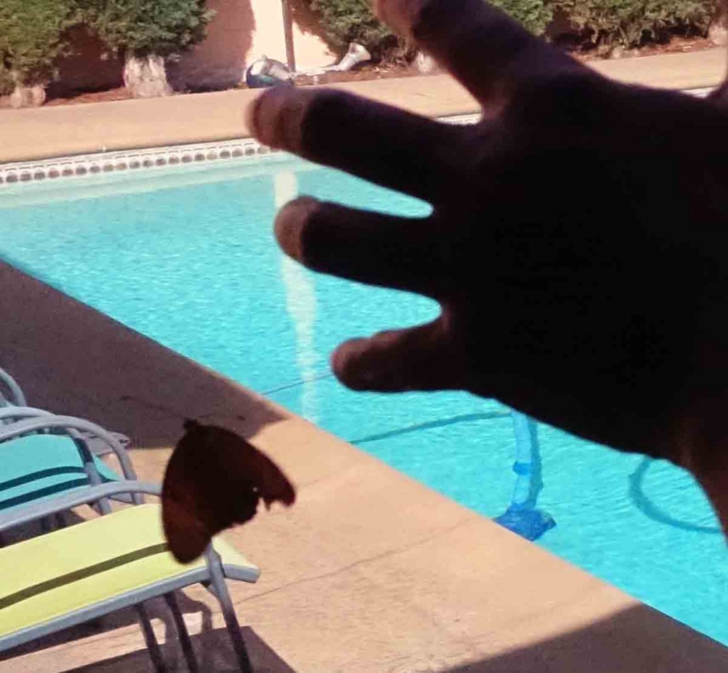 Butterfly in The Hand - Almost