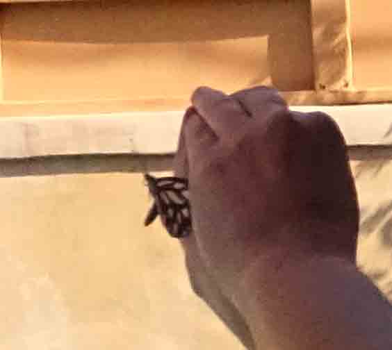 Butterfly in The Hand
