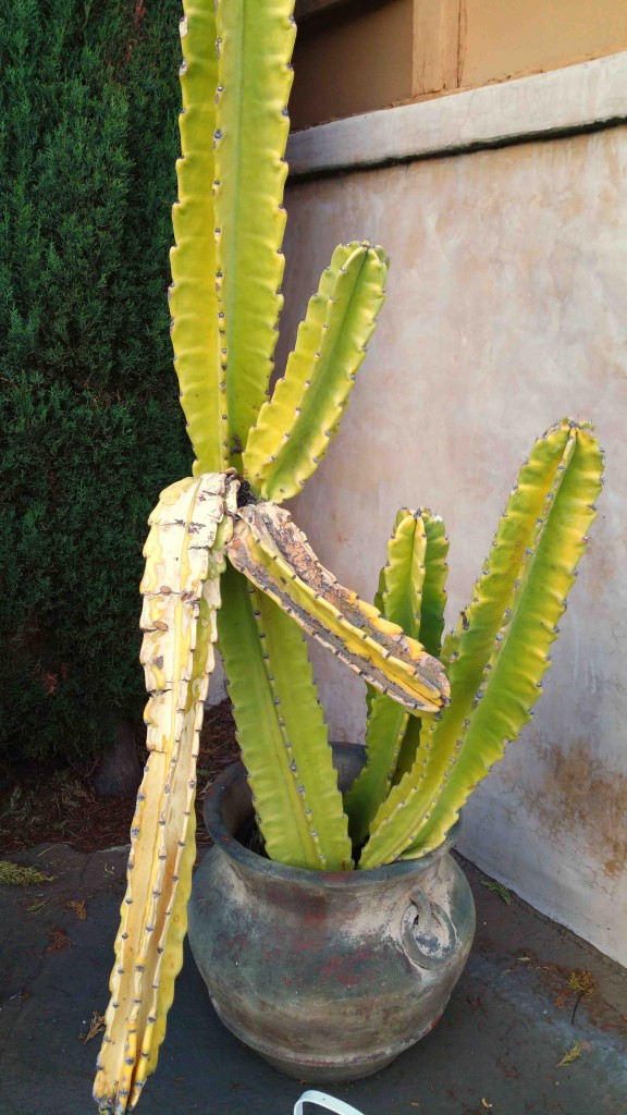 Sad Cactus